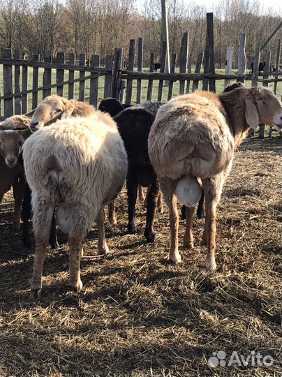 Курдючные бараны овцы