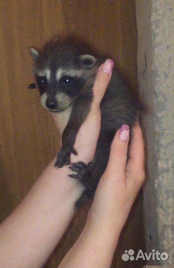 Енот полоскун