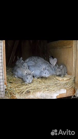Продам крольчат