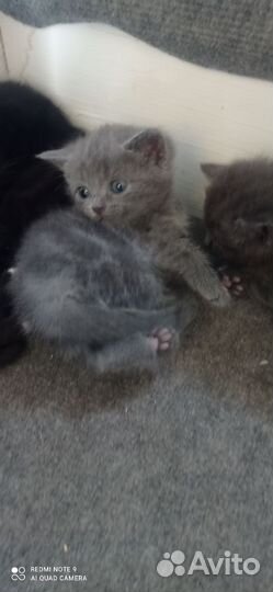 Котята от британской кошки