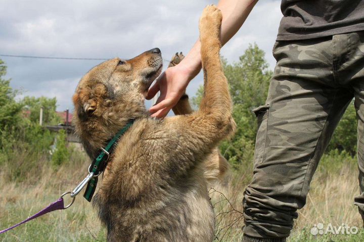 Молодой кобель