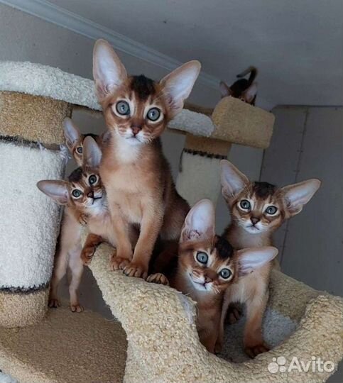 Абиссинские котята