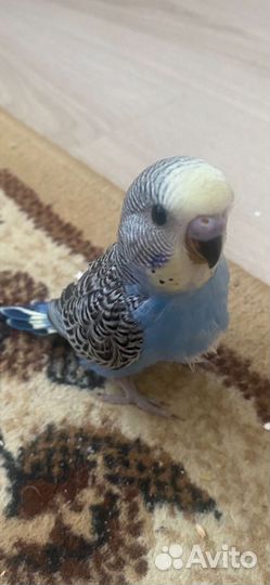 Волнистый попугай птенец