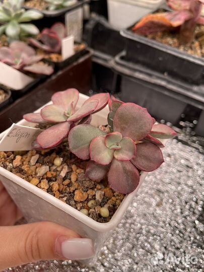 Суккуленты