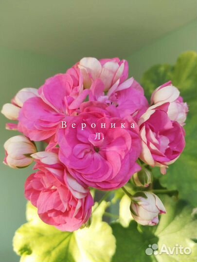 Пеларгонии сортовые Уг Айгуль, юв Даная и др