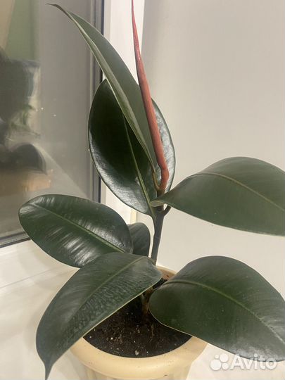 Фикусы бенджамина панданус комнатные растения