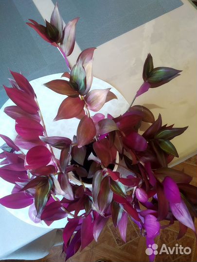 Традесканция