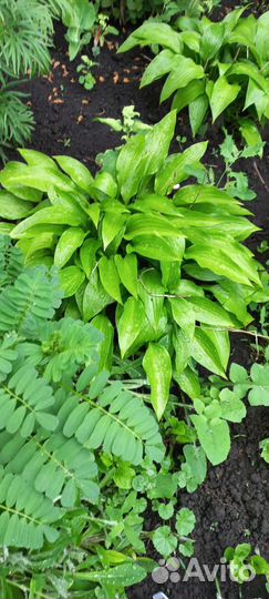 Цветы. Многолетники