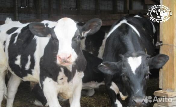 Телята бычки