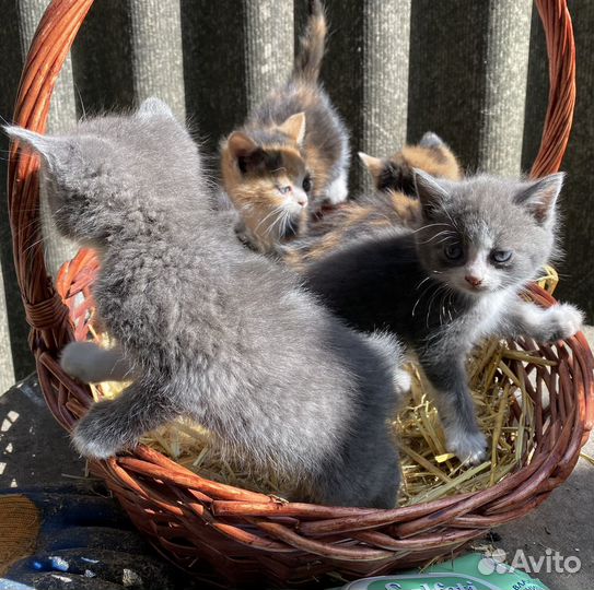 Котята в добрые руки