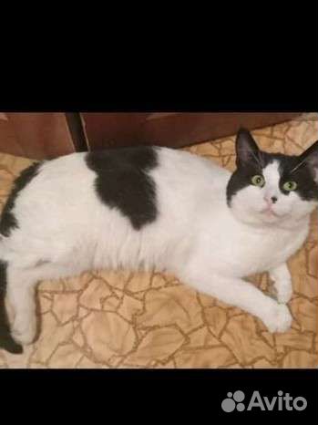 Котик потеряшка