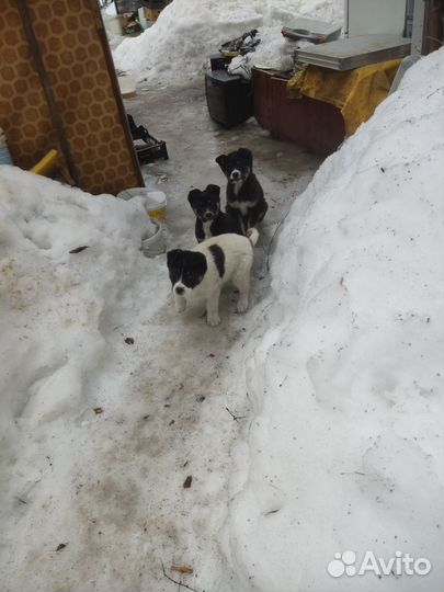 Собака алабай