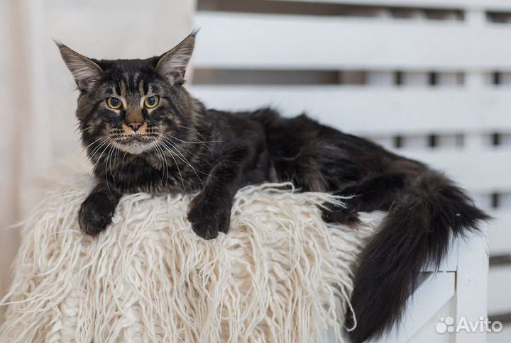 Мейн-кун (вязка)