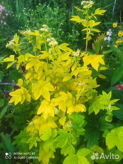 Многолетники для сада