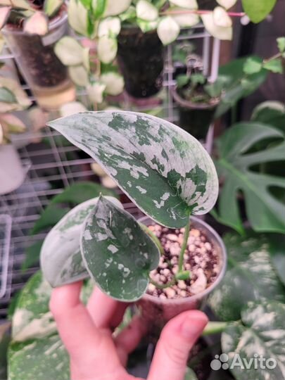 Сциндапсусы,эпипремнумы 2