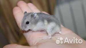 Малыши джунгарики