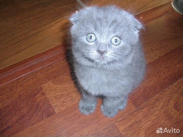 Приглашаем на вязку бесплатно