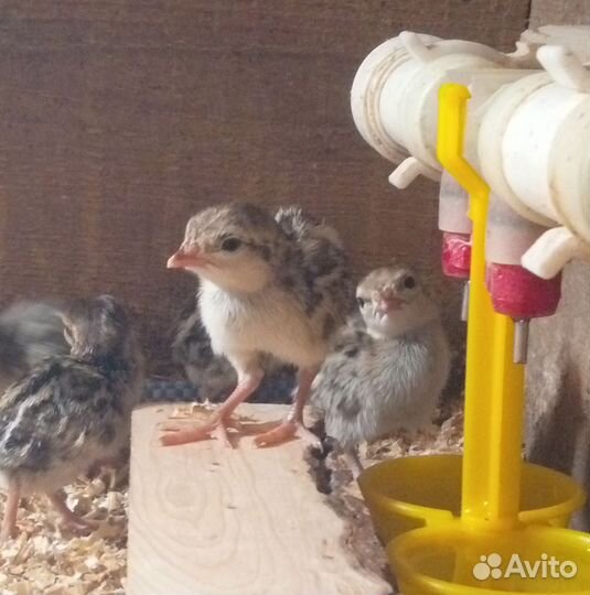 Птенцы каменной куропатки, кеклика