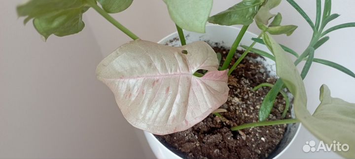 Сингониум комнатные цветы