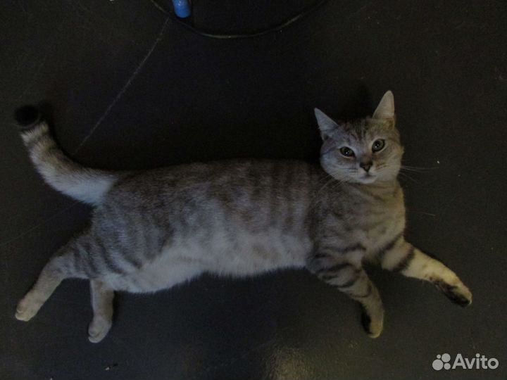 Шикарный котик в дар