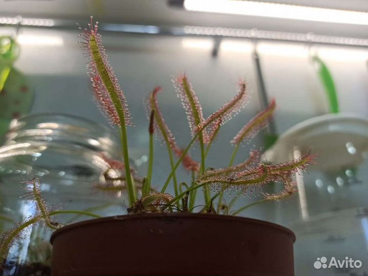 Росянка Капская