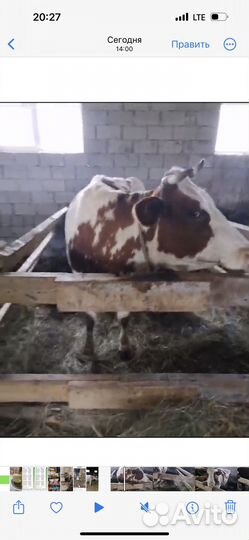 Корова стельная