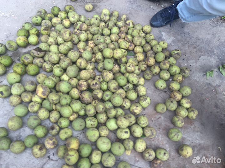 Орех черный (саженцы) 1 Шт