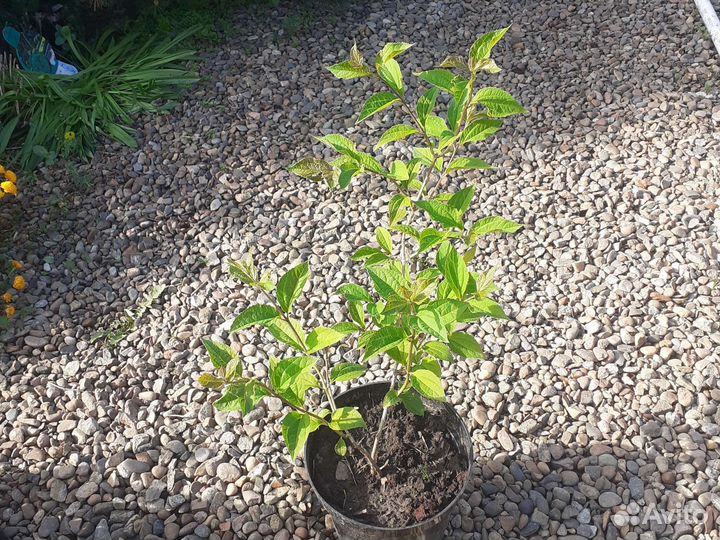 Жасмин махровый