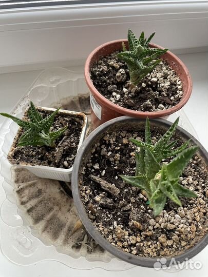 Алоэ древовидное