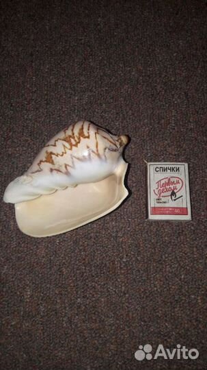 Ракушки для аквариума