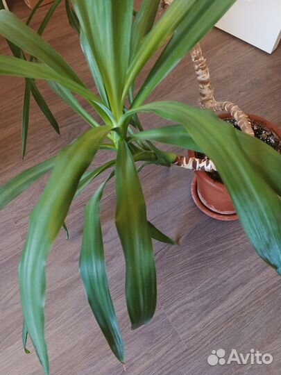 Комнатные цветы юкка