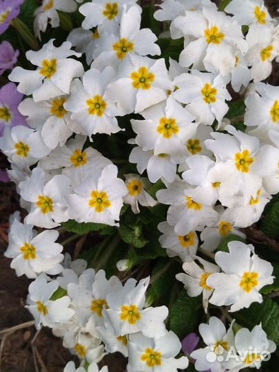 Многолетние садовые цветы