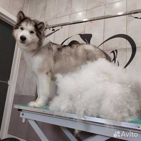 Стрижка собак. Колпино.Красный Бор.Никольское.Тель