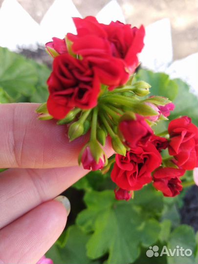 Пеларгония (герань)