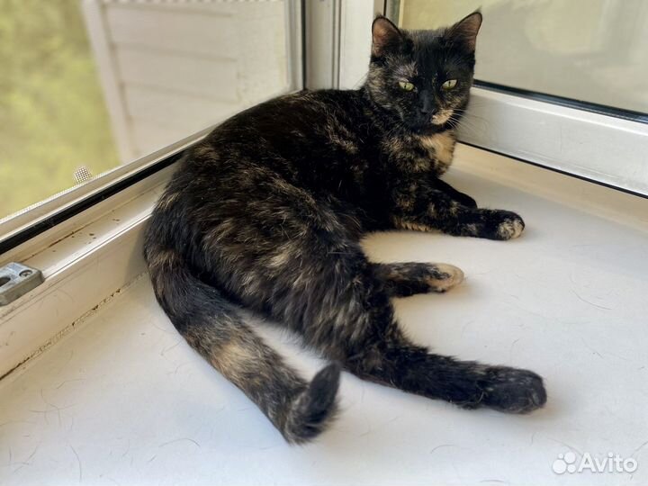 Черное Золото, а не кошка