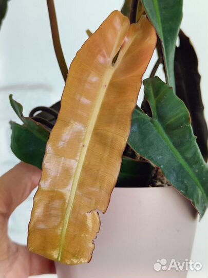 Филодендрон Билли минт