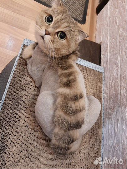 Груминг кошек (прочтите описание)