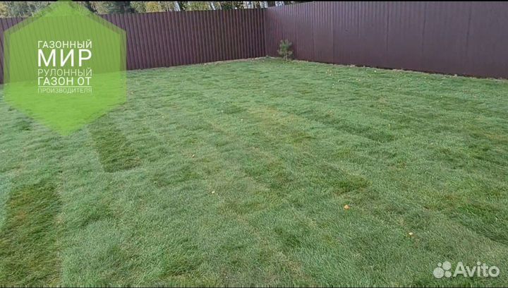 Рулонный газон