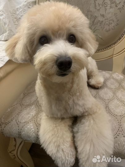 Вязка мальтипу