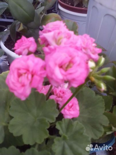 Пеларгонии сортовые