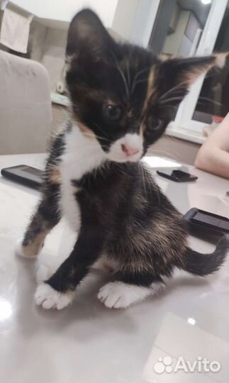 Котята в дар бесплатно