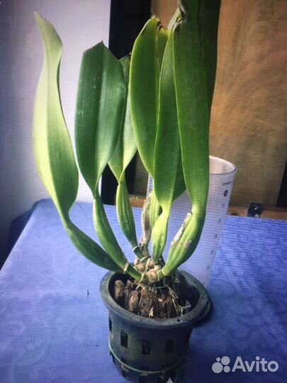 Каттлея белая взрослая