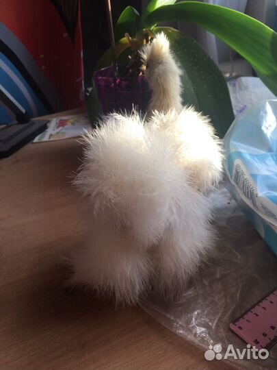 Цыплята китайской шелковой курицы