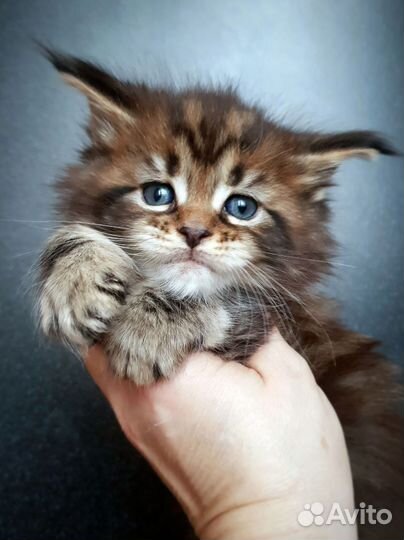 Котята мейн-кун из питомника