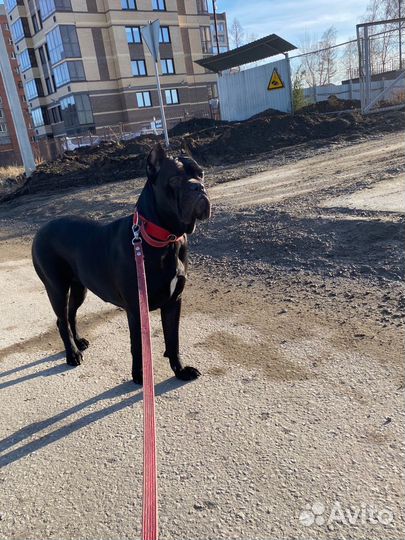 Собака Для фотосессии