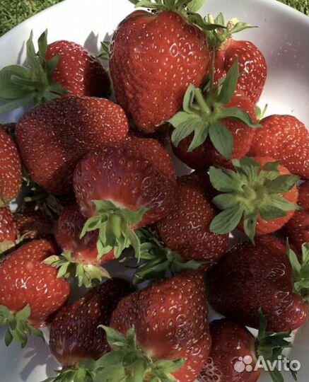 Рассада ремонтантной мурано клубники и летней зкс