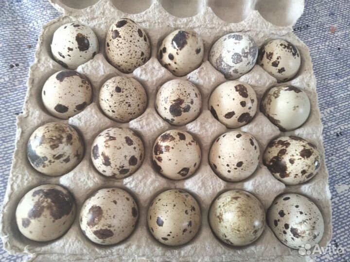 Яйца перепелиные домашние