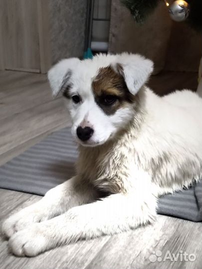 Щенки 2 месяца