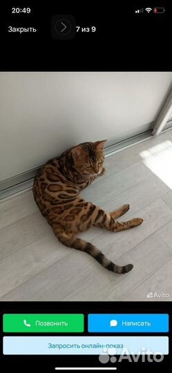 Бенгальский кот чемпион