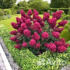 Гортензия Самарская Лидия